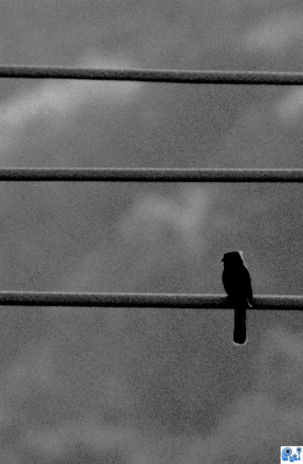 "Bird on a Wire" Leonard Cohen